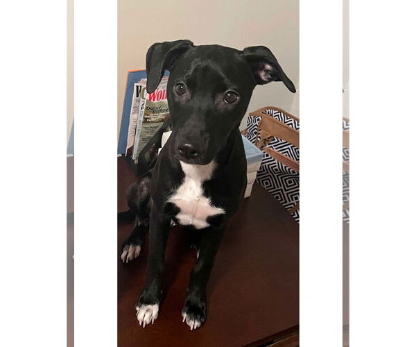 Medium Photo #5 Labrador Retriever-Unknown Mix Puppy For Sale in Jefferson, NJ, USA