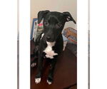 Small #4 Labrador Retriever Mix