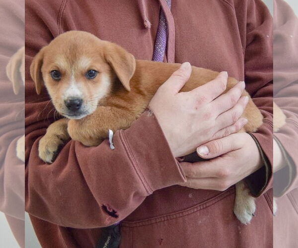Medium Photo #2 German Shepherd Dog-Unknown Mix Puppy For Sale in Huntley, IL, USA