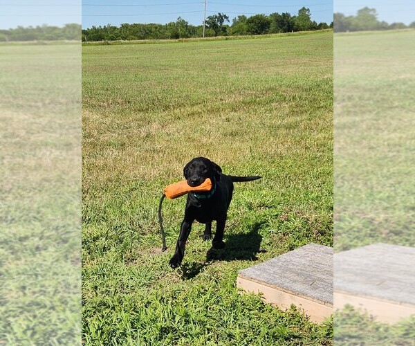 Medium Photo #10 Labrador Retriever Puppy For Sale in MERIDEN, KS, USA