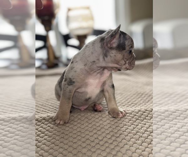 Medium Photo #69 French Bulldog Puppy For Sale in HILTON, NY, USA