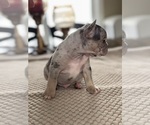 Small Photo #6 French Bulldog Puppy For Sale in HILTON, NY, USA