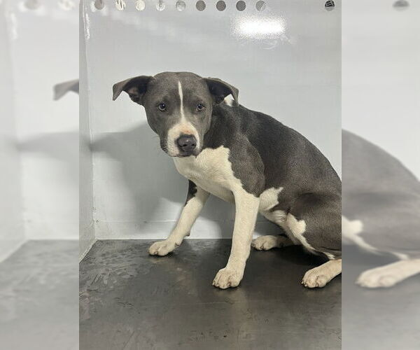 Medium Photo #1 Mutt Puppy For Sale in Stockton, CA, USA