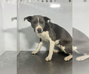 Mutt Dogs for adoption in Stockton, CA, USA