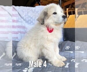 Great Pyrenees Puppy for Sale in RUTHER GLEN, Virginia USA