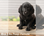 Puppy Bo Peep Labradoodle