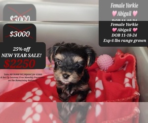 Yorkshire Terrier Puppy for sale in TUCSON, AZ, USA