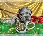 Small Photo #42 French Bulldog Puppy For Sale in HAYWARD, CA, USA