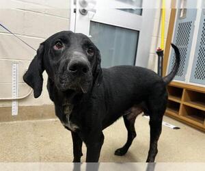 Labrador Retriever-Plott Hound Mix Dogs for adoption in Grand Prairie, TX, USA