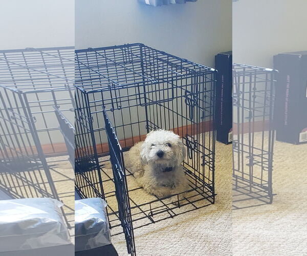 Medium Photo #4 Poodle (Miniature) Puppy For Sale in St. Cloud, MN, USA