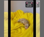 Small #2 Maltipoo (Toy)