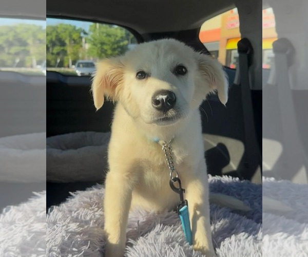 Medium Photo #2 Great Pyrenees Puppy For Sale in Valrico, FL, USA
