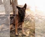 Small #10 German Shepherd Dog Mix