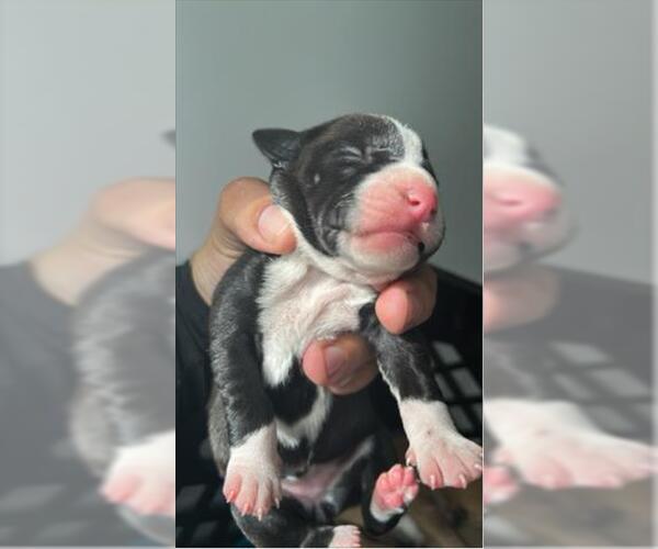 Medium Photo #1 Pointer-Unknown Mix Puppy For Sale in Houston, TX, USA