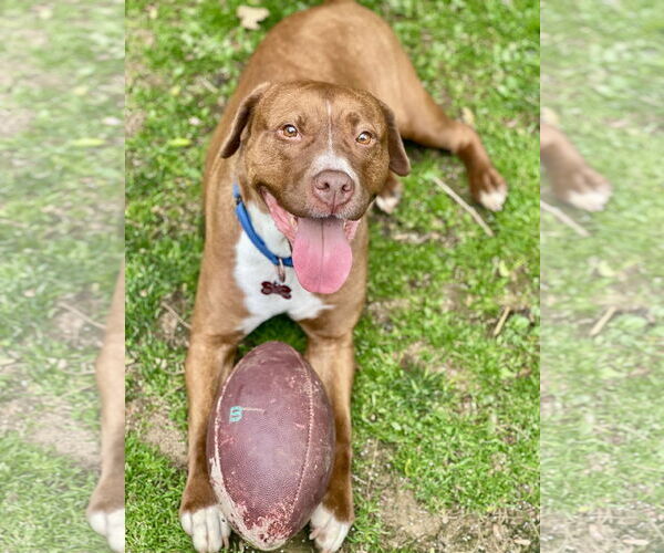 Medium Photo #20 Mutt Puppy For Sale in Mount Laurel, NJ, USA