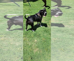 MOSLEY - Male American Bulldog-Unknown Mix Dog for Adoption - Photo #17