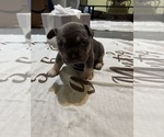 Small #26 French Bulldog