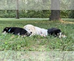 Image preview for Ad Listing. Nickname: Litter of 7
