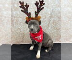 Small Photo #2 Staffordshire Bull Terrier-Unknown Mix Puppy For Sale in Germantown, OH, USA