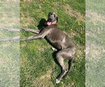 Small #2 Great Dane