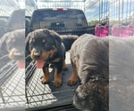 Small #1 Rottweiler