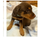 Puppy Puppy 8 Teal Rotterman