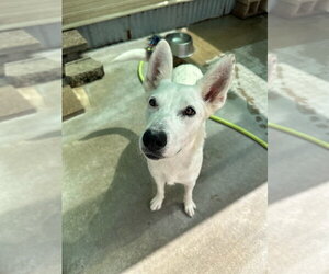 Carmen San Diego - Female Border Collie-Unknown Mix Dog for Adoption - Photo #2