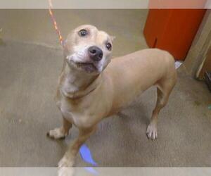 Dachshund-Unknown Mix Dogs for adoption in Sacramento, CA, USA