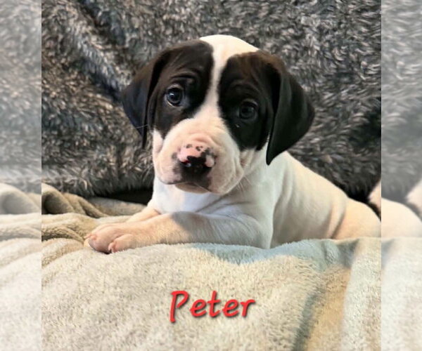 Medium Photo #1 Labbe Puppy For Sale in Anchorage, AK, USA