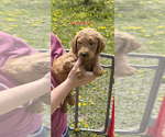 Small Photo #7 Goldendoodle Puppy For Sale in CROTON, MI, USA