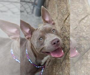 Mutt Dogs for adoption in Tulsa, OK, USA
