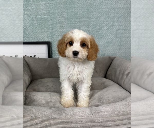 Medium Photo #1 Cavapoo Puppy For Sale in FRANKLIN, IN, USA