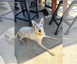 Small #8 Siberian Husky Mix