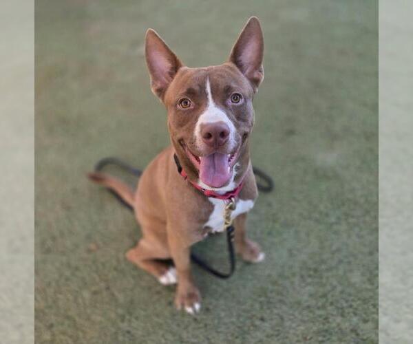 Medium Photo #2 Mutt Puppy For Sale in Las Vegas, NV, USA