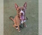 Small #1 Mutt
