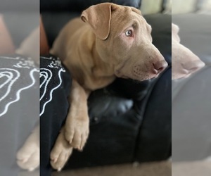 American Pit Bull Terrier-Chinese Shar-Pei Mix Puppy for sale in TRENTON, NJ, USA