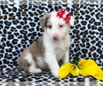 Small Photo #14 Australian Shepherd Puppy For Sale in LAKELAND, FL, USA