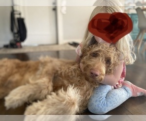 Goldendoodle Puppy for sale in LAKEWOOD, WA, USA