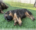 Small #7 German Shepherd Dog