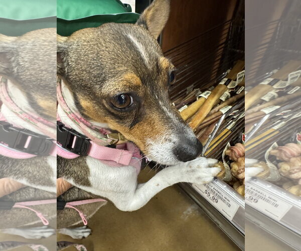 Medium Photo #4 Rat-Cha Puppy For Sale in San Jose, CA, USA