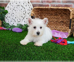 Small #13 West Highland White Terrier