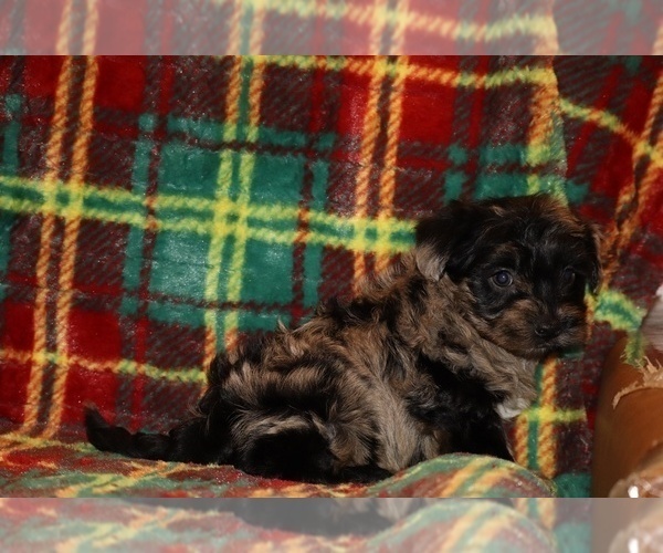 Medium Photo #8 Yorkiepoo mix (+ Poodle Toy) Puppy For Sale in DYERSBURG, TN, USA