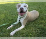 Small #3 American Pit Bull Terrier Mix