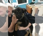 Small Photo #3 German Shepherd Dog Puppy For Sale in BARKER, NY, USA