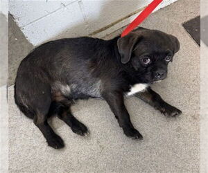Chihuahua-Unknown Mix Dogs for adoption in San Bernardino, CA, USA