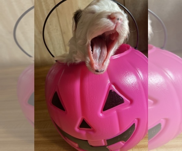 Medium Photo #4 Cavapoo Puppy For Sale in LAFAYETTE, TN, USA