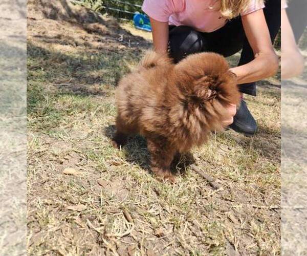 Medium Photo #3 Pomeranian Puppy For Sale in MABANK, TX, USA