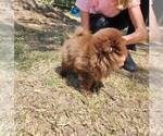 Small #2 Pomeranian