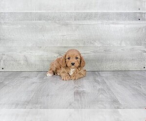 View Ad: Cavapoo Puppy for Sale near Pennsylvania, GAP, USA. ADN-40421