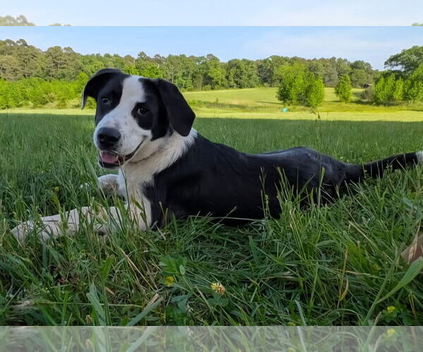 Medium Photo #2 Labrador Retriever-Unknown Mix Puppy For Sale in Alexander, AR, USA